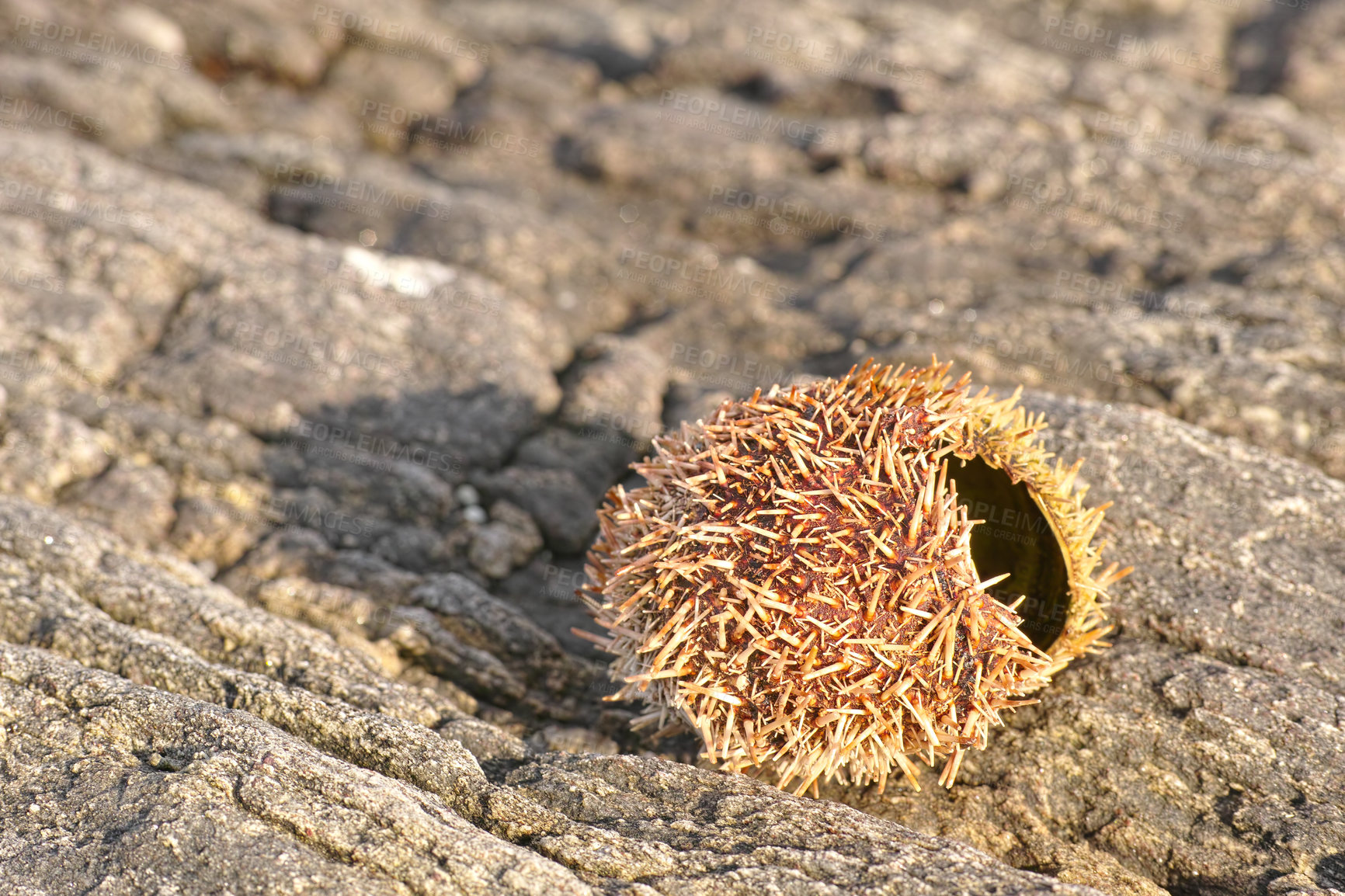 Buy stock photo Dry sea urchin, rocks and environment with sunshine, beach and tidal pool with adventure and eco friendly. Empty, vacation and nature with summer or natural with earth or ecology with animal or shell