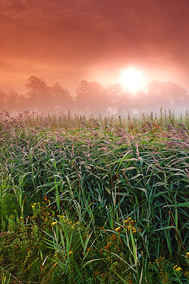 Buy stock photo Wheat field, crop and farm with sunrise fog for harvesting production or small business for plant, growth or environment. Countryside, forest and mist in rural Thailand or summer, outdoor or travel