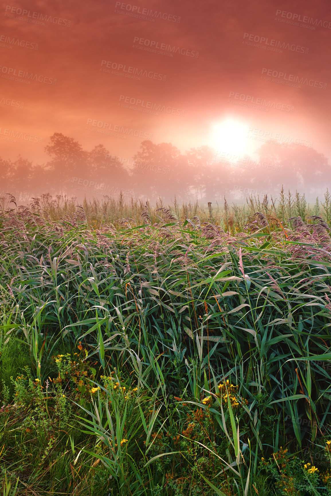 Buy stock photo Wheat field, crop and farm with sunrise fog for harvesting production or small business for plant, growth or environment. Countryside, forest and mist in rural Thailand or summer, outdoor or travel