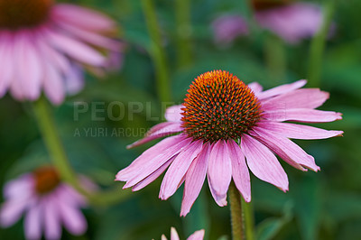 Buy stock photo Closeup, pink coneflowers and gardening in nature on bokeh, mockup space and green environment. Background of natural plants, floral and daisy ecology of flowers in spring, outdoor and sustainability