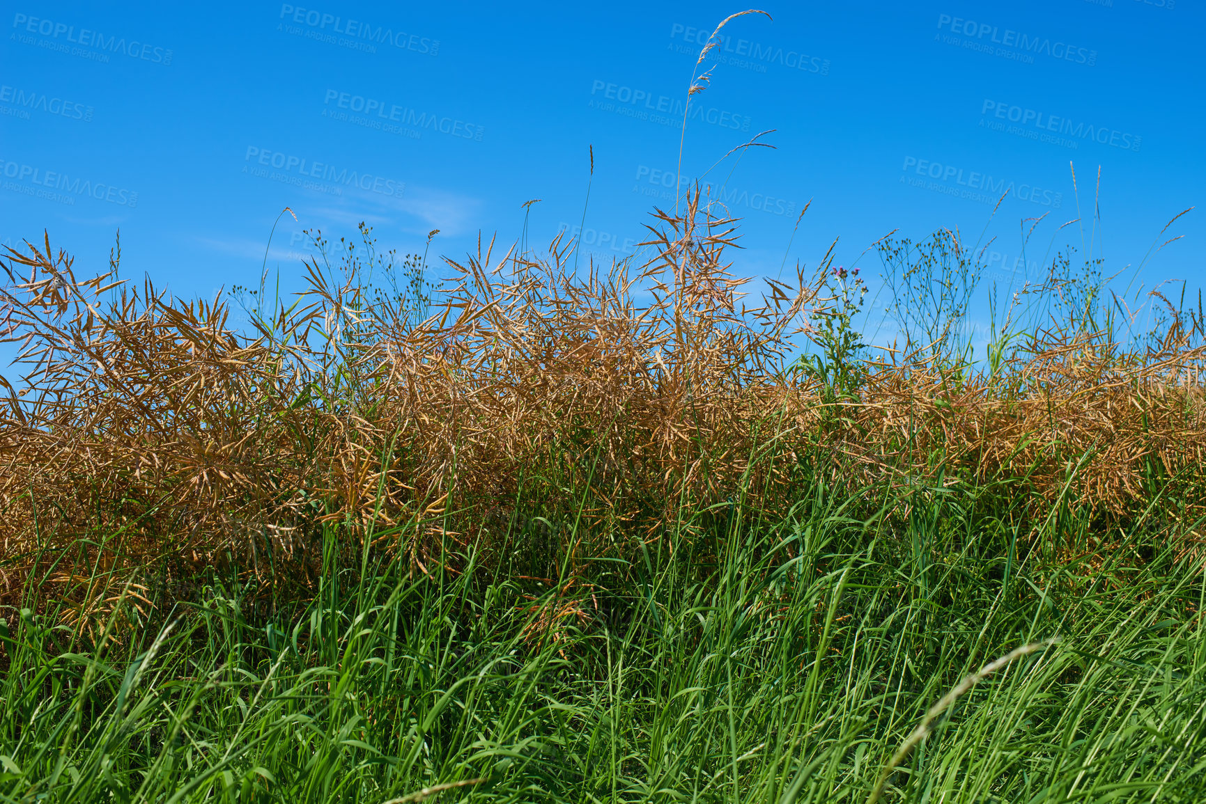 Buy stock photo Plants, field or landscape of wild grass, agro farming or harvest growth in nature environment. Background, tall weeds or countryside with green lawn or natural pasture for meadow, crops or ecology