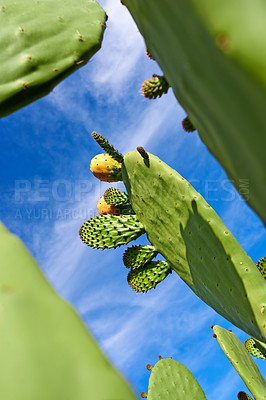 Buy stock photo A closeup image of thorny cacti