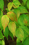 Changing colours on the leaves