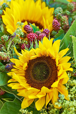 Buy stock photo Closeup of two beautiful fresh sunflowers in green garden. Zoomed in macro on vibrant and bright, colorful flowers with detail petals and texture on nature plant. Scented bouquet of plants and leafs