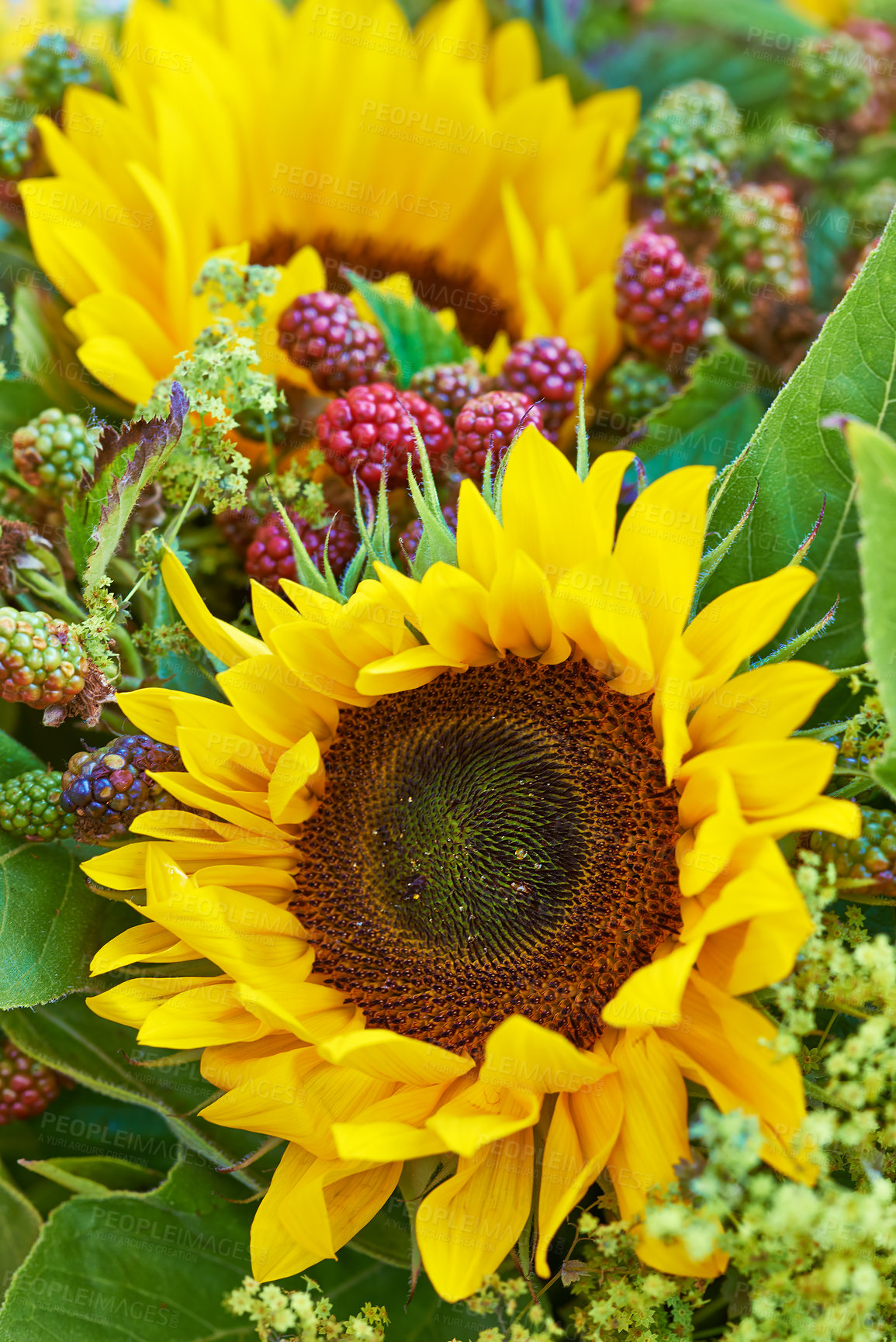 Buy stock photo Closeup of two beautiful fresh sunflowers in green garden. Zoomed in macro on vibrant and bright, colorful flowers with detail petals and texture on nature plant. Scented bouquet of plants and leafs