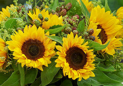 Buy stock photo Closeup of a yellow sunflower bouquet. Two large bright sunflowers in a farm style floral arrangement with green leaves and petals. Rustic rural flowers, wild berries and blossoms. Spring in bloom