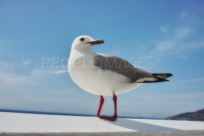 Buy stock photo Bird, sky and nature with summer, sea and wildlife for ornithology and birdwatching. Hartlaub gull, closeup and animal with feather, wings and rest in habitat outdoor for food and south africa fauna
