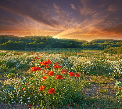 Buy stock photo Wildflowers growing in a meadow at sunset