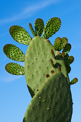 Buy stock photo A closeup image of thorny cacti