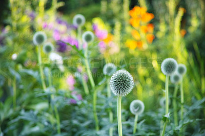 Buy stock photo Globe thistle, natural and plant in spring meadow for closeup, fresh and nature wild vegetation. Ecology and pollen flower for biodiversity, sustainability and environmental garden botanical growth