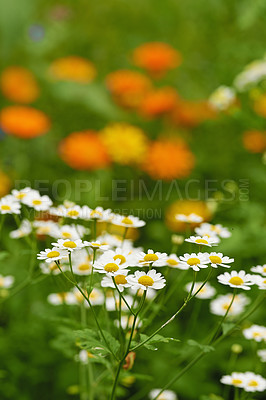 Buy stock photo Daisy, garden and plant for spring closeup medicinal plant or fresh vegetation. Pollen and ecology or biodiversity or environmental sustainability, Bellis perennis growth or botanical earth day