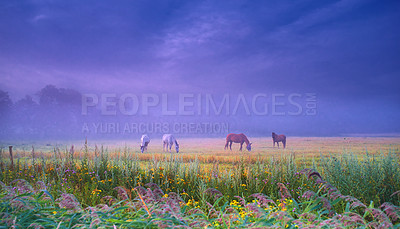 Buy stock photo Horses, group and field in mist, farm and nature for grazing, eating and freedom together in morning. Horse farming, sustainable ranch or landscape by space, sky background and outdoor flowers in fog
