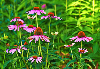 Buy stock photo Purple daisy flowers in bloom in a garden in springtime