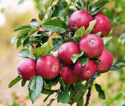 Buy stock photo Red apples, orchard and bunch with nature, environment and leaves with garden and ecology. Fruit, trees and sunshine with growth and countryside with farmland and food with plants and agriculture