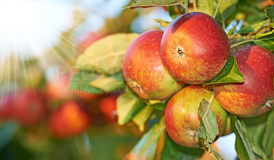 Buy stock photo Apple, tree and growth of fruit with leaves outdoor in sunshine on farm or orchard for agriculture. Organic, food or farming in spring closeup with sustainability for healthy environment or nature