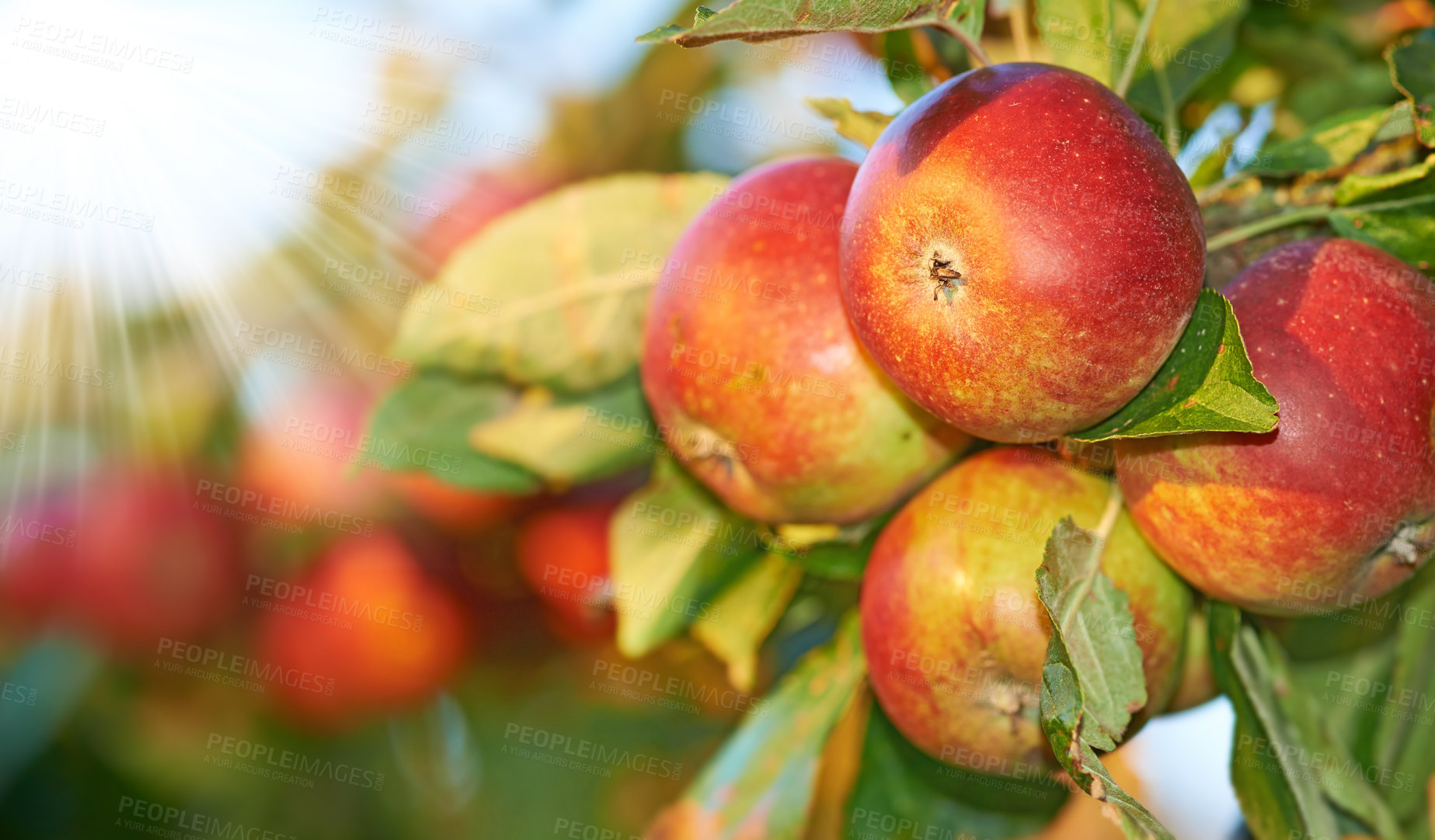 Buy stock photo Apple, tree and growth of fruit with leaves outdoor in sunshine on farm or orchard for agriculture. Organic, food or farming in spring closeup with sustainability for healthy environment or nature