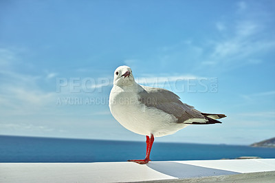 Buy stock photo Seagull, walll and ocean environment or fowl wildlife at coastal sea habitat for relax, calm or sitting. Bird, feathers and outside in South Africa or animal with wings in summer, perched or water