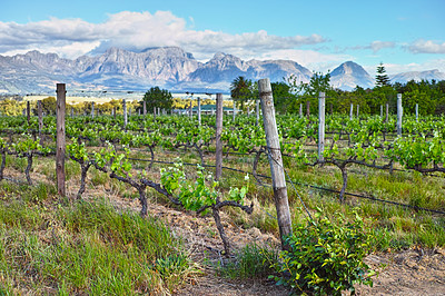 Buy stock photo Vineyard, agriculture and plants in field, nature and environment with greenery in outdoor countryside. Natural landscape, wine farming for sustainability and agro business in winelands with ecology