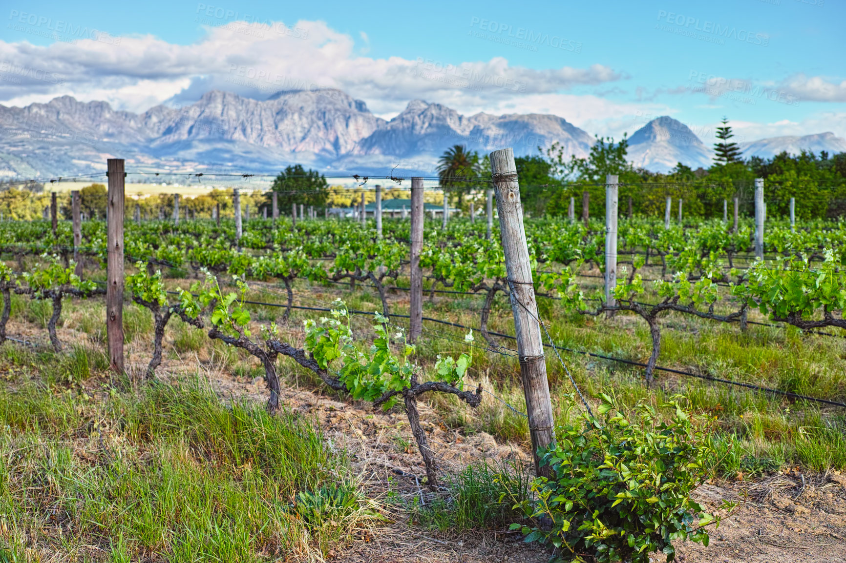 Buy stock photo Vineyard, agriculture and plants in field, nature and environment with greenery in outdoor countryside. Natural landscape, wine farming for sustainability and agro business in winelands with ecology