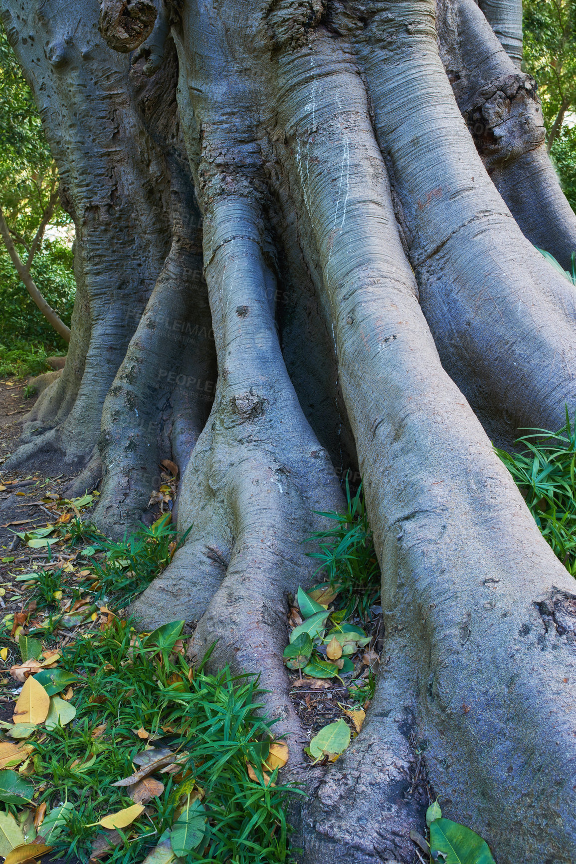 Buy stock photo Jungle, tree and bark of trunk in forest with leaves on ground in nature, park or woods with grass. Outdoor, environment and roots closeup with biodiversity in summer rainforest or countryside