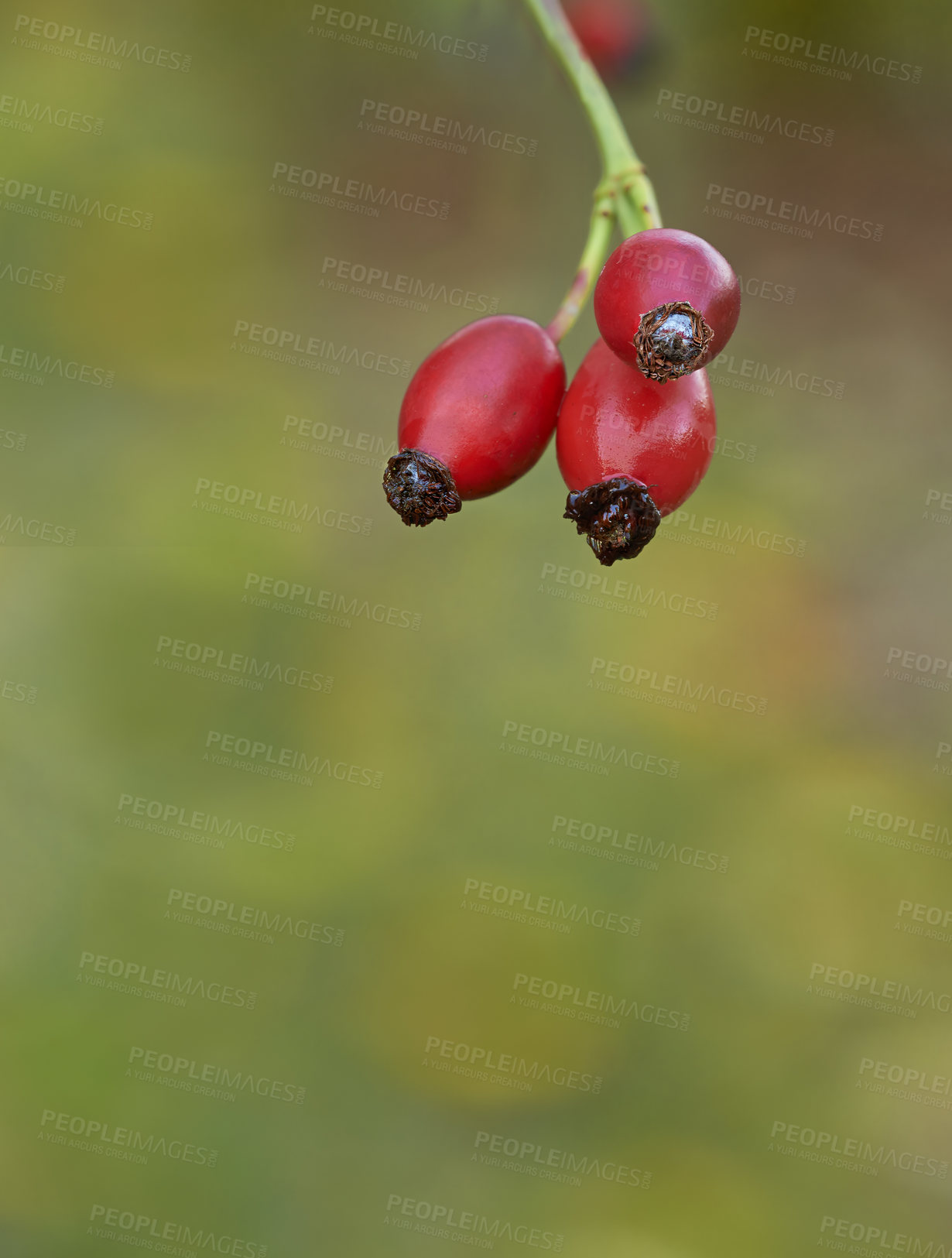 Buy stock photo Closeup of sweet ripe red berries growing on a tree out in nature with a blurred background. Fruit hangs on the tree in spring of a budding fruit tree ripening in an orchard in a forest or garden
