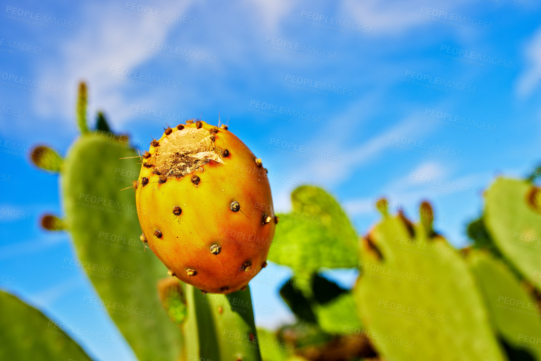 Buy stock photo Outdoors, nature and prickly pear cactus in wild, sustainable environment and peaceful ecosystem. Plant, closeup and native succulent or leaves in Hawaii, blue sky and botany in forest or desert