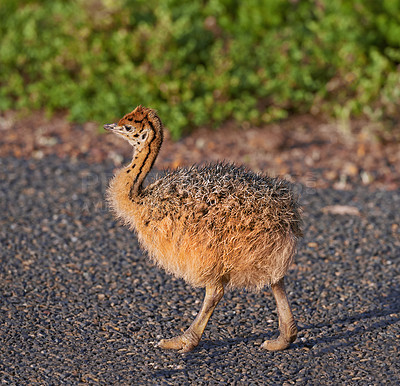 Buy stock photo Bird, nature and chick with baby, road and environment with sunshine and ornithology. Ostrich, cape town and closeup for habitat, conservation and sustainability and rural wildlife and plants or bush