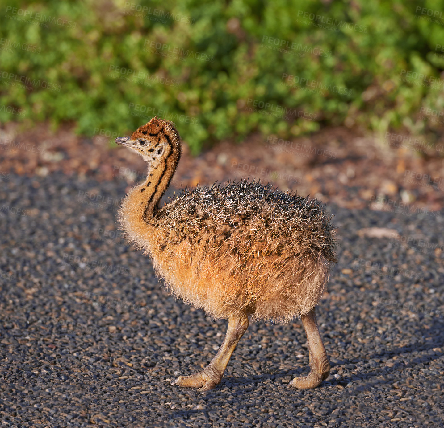 Buy stock photo Bird, nature and chick with baby, road and environment with sunshine and ornithology. Ostrich, cape town and closeup for habitat, conservation and sustainability and rural wildlife and plants or bush