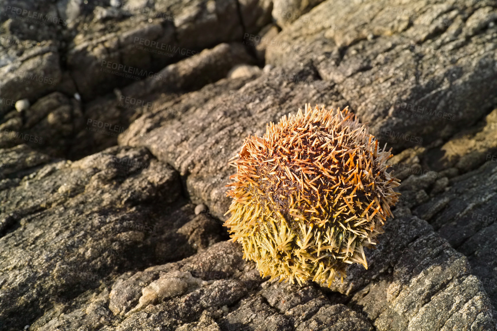 Buy stock photo Dry sea urchin, rocks and environment with summer, beach and tidal pool with adventure and ecology. Empty, vacation and nature with sunshine or natural with earth or eco friendly with animal or shell