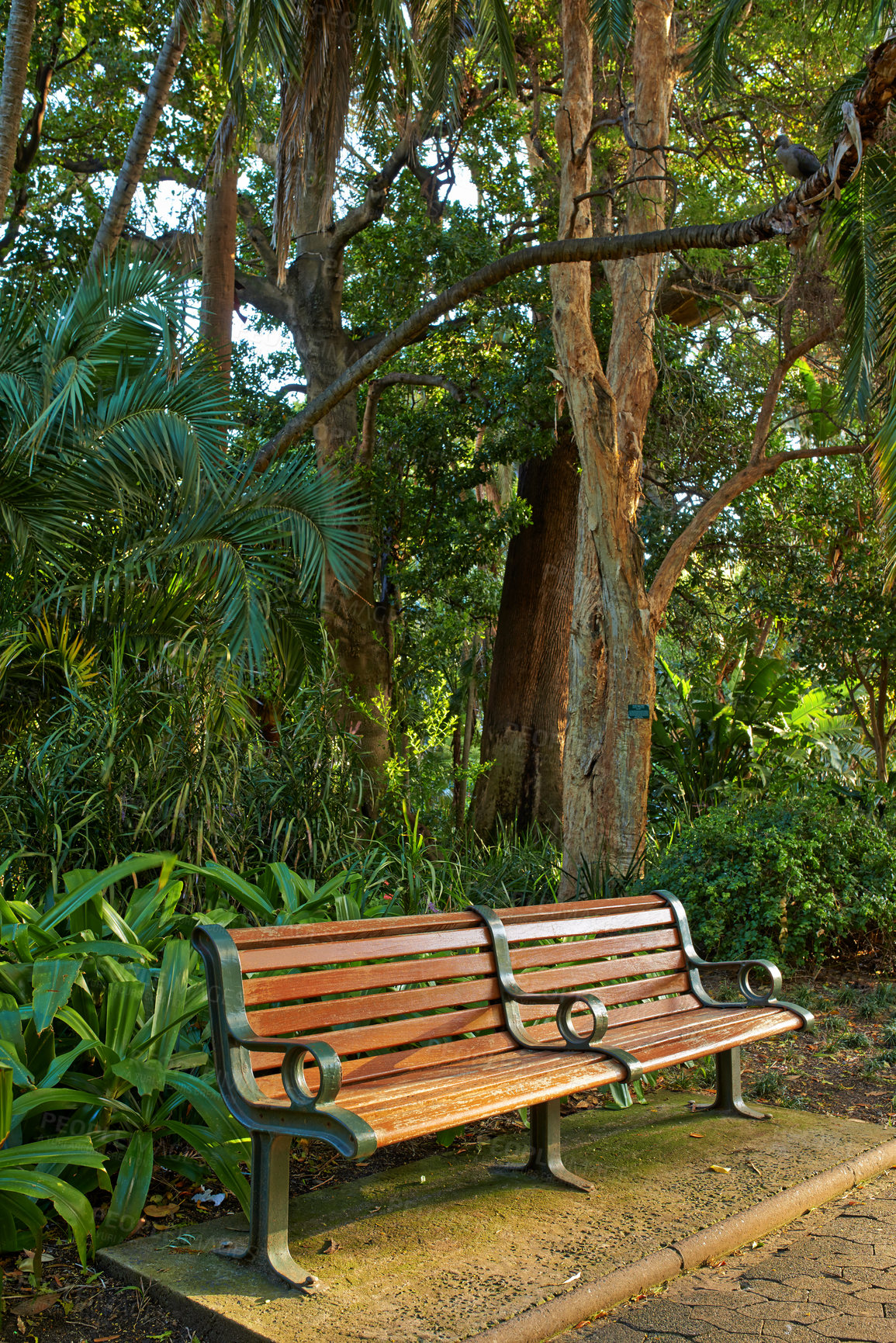 Buy stock photo A park bench beneath a tree