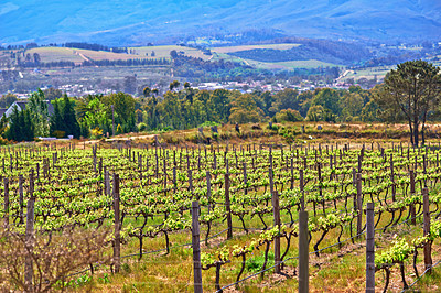 Buy stock photo Vineyard, farming and plants in field, nature and environment with greenery in outdoor countryside. Natural landscape, agriculture for sustainability and agro business in winelands with ecology