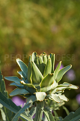 Buy stock photo Outdoors, desert and green cactus in nature, sustainable environment and peaceful ecosystem. Shrub, wildlife and native succulent or leaves and foliage in Hawaii, mockup and plants in forest or woods