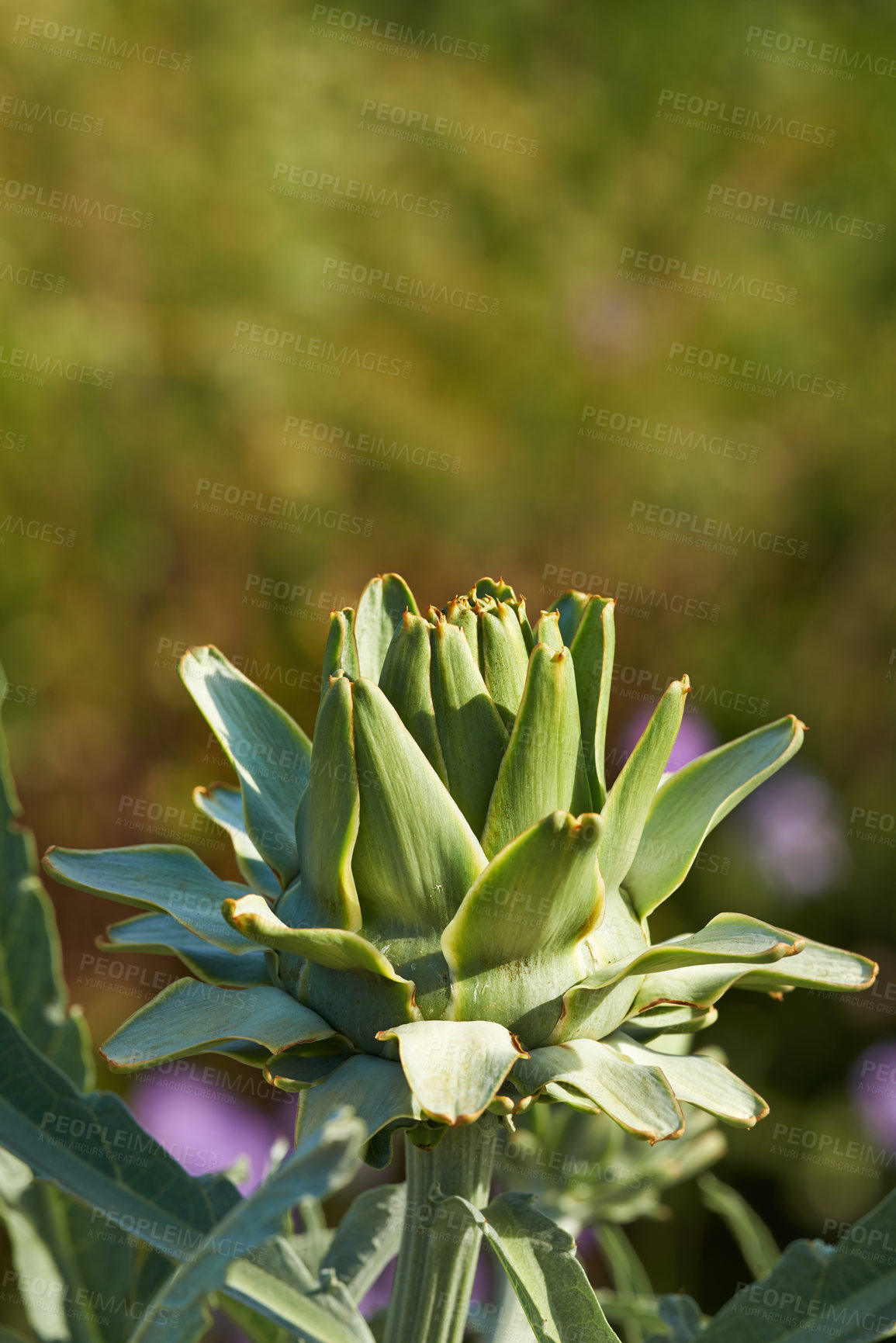 Buy stock photo Outdoors, desert and green cactus in nature, sustainable environment and peaceful ecosystem. Shrub, wildlife and native succulent or leaves and foliage in Hawaii, mockup and plants in forest or woods