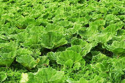 Buy stock photo Vegetable, green leaf and agriculture environment in nature or small business production, countryside or sustainable. Gardening, supplier and farming lettuce or organic supply chain, leaves or grow