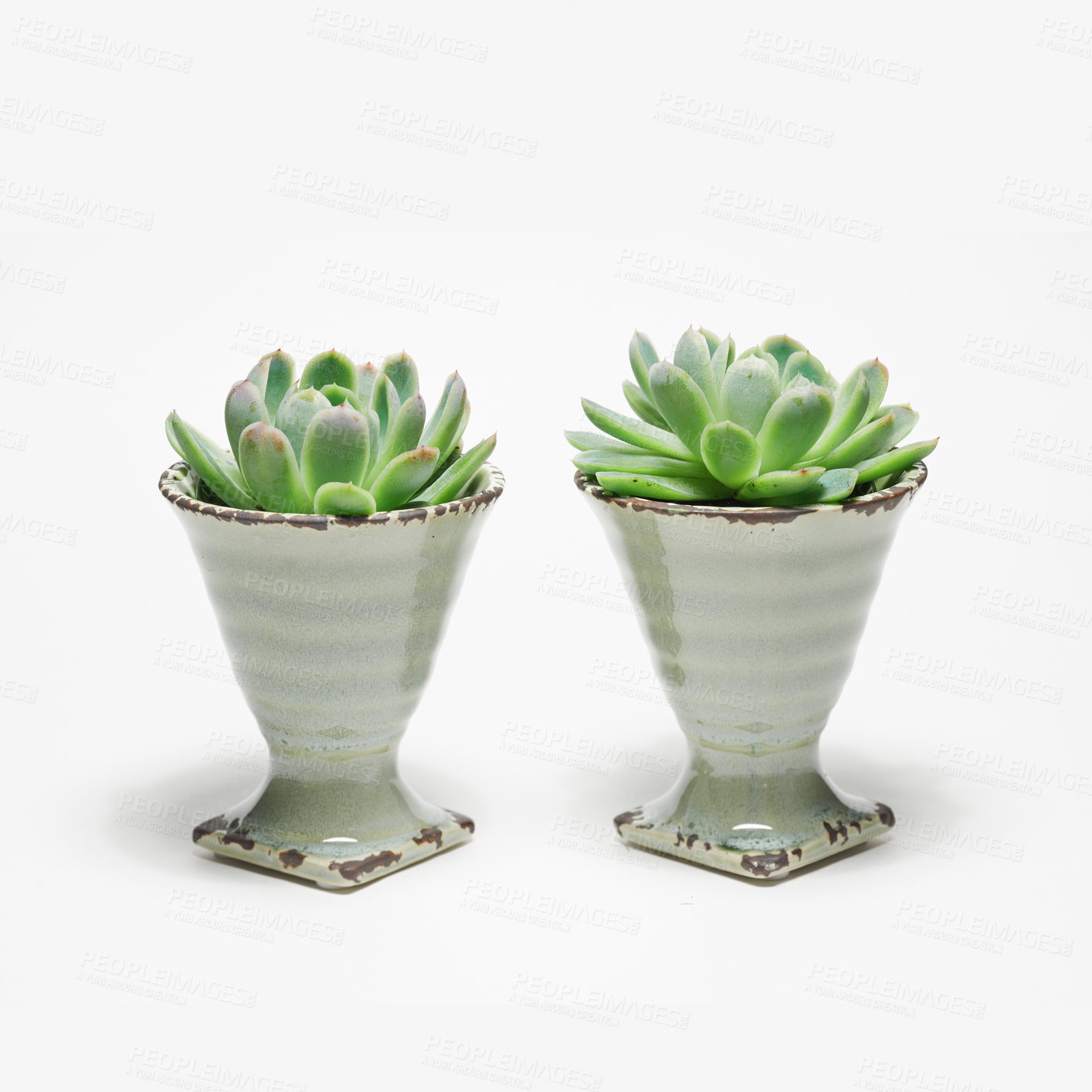 Buy stock photo Two Mexican snow ball plants arranged in porcelain eggcups isolated on a white copyspace background. Low maintenance succulents in a vase with copy space. Perfect houseplant to decorate a home space