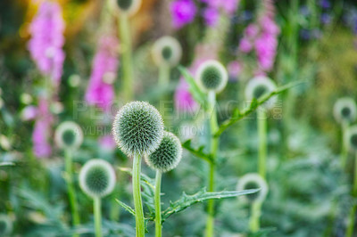 Buy stock photo Globe thistle, flower and nature in bush for spring closeup, fresh and natural wild vegetation. Ecology and pollen plant for biodiversity, environmental sustainability in botanical garden growth
