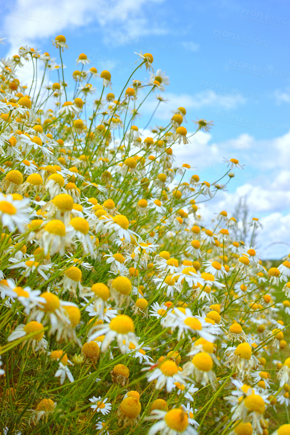 Buy stock photo Nature, blue sky and daisy field with clouds in natural landscape, morning blossom and floral bush. Growth, peace and flowers with green backyard garden, calm countryside and sustainable environment.