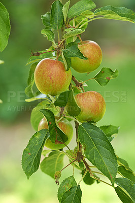 Buy stock photo Apple, tree and fruit on branch with leaves outdoor in farm, garden or orchard in agriculture or nature. Organic, food and farming in summer with sustainability for healthy environment and growth