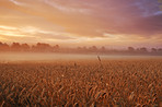 Crops in the morning mist