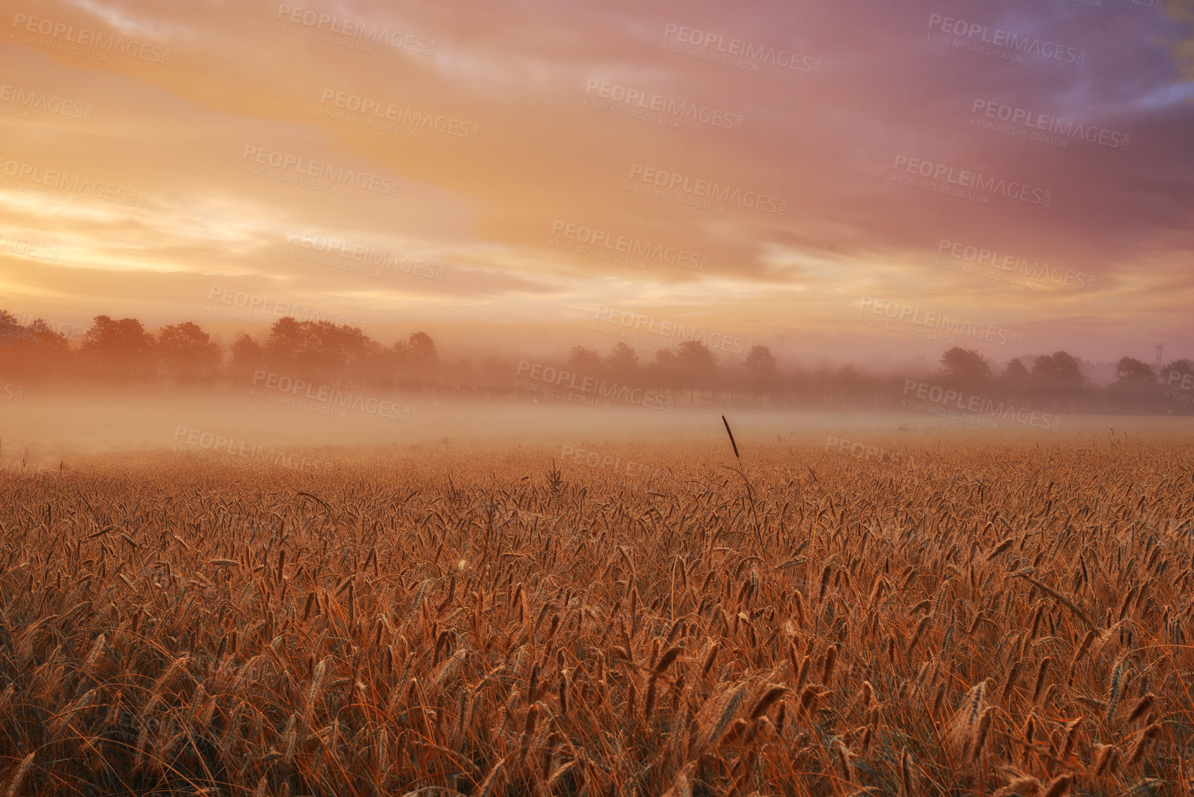 Buy stock photo Clouds, wheat or fog for sunlight, dramatic or sky in mysterious, meadow or landscape for wallpaper. Field, grain and mist in golden dusk for harvest in natural countryside for peaceful panorama