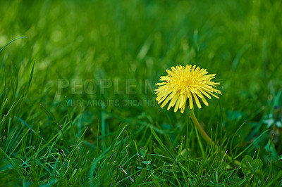 Buy stock photo Nature, spring and dandelion in calm grass with natural landscape, morning and blossom. Floral growth, peace and yellow flower in field with green backyard garden, countryside and outdoor environment