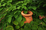 Forgotten pot amongst the plants
