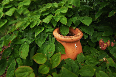 Buy stock photo A ceramic pot surrounding by green leaves in a garden