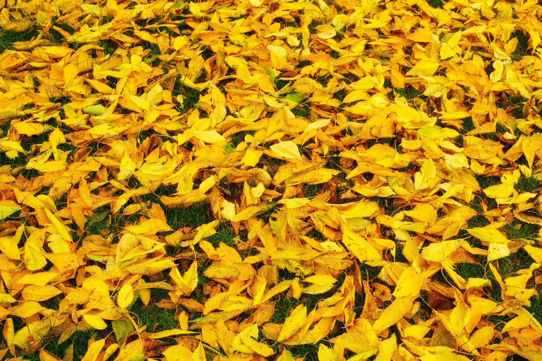 Buy stock photo Autumn, leaves and natural season with change, outdoor woods or foliage on green grass in nature. Closeup of fallen orange, brown and yellow leafs on ground with growth of an eco friendly environment