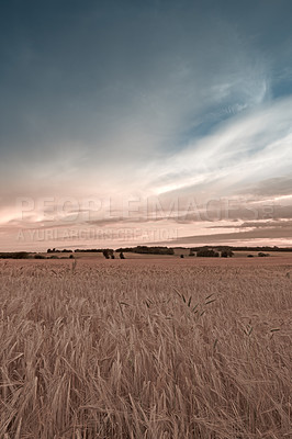 Buy stock photo Sky, grass and field for wheat in countryside, environment and land for agriculture with ecology. Clouds, calm and plants for sustainable business for farming, rural and harvest in nature of Canada