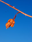 Hanging on to the last days of autumn