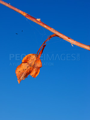 Buy stock photo Blue sky, orange leaf in autumn for seasonal change or fall foliage for nature and environment. Harvest season, clear and peace for tranquility, golden or rustic and natural flora with birds above