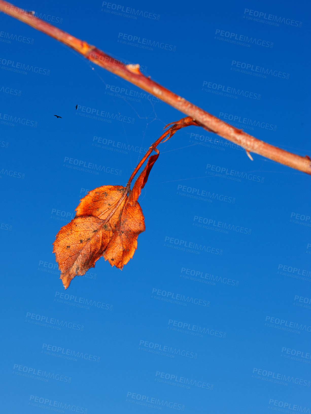 Buy stock photo Blue sky, orange leaf in autumn for seasonal change or fall foliage for nature and environment. Harvest season, clear and peace for tranquility, golden or rustic and natural flora with birds above
