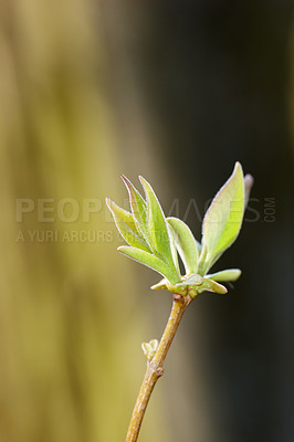 Buy stock photo Closeup of a Common lilac shrub with copyspace. Zoom in on budding leaves on a branch, that blooms with fragrant blossoms in late spring. Details of a plant in nature used to flavour honey and food