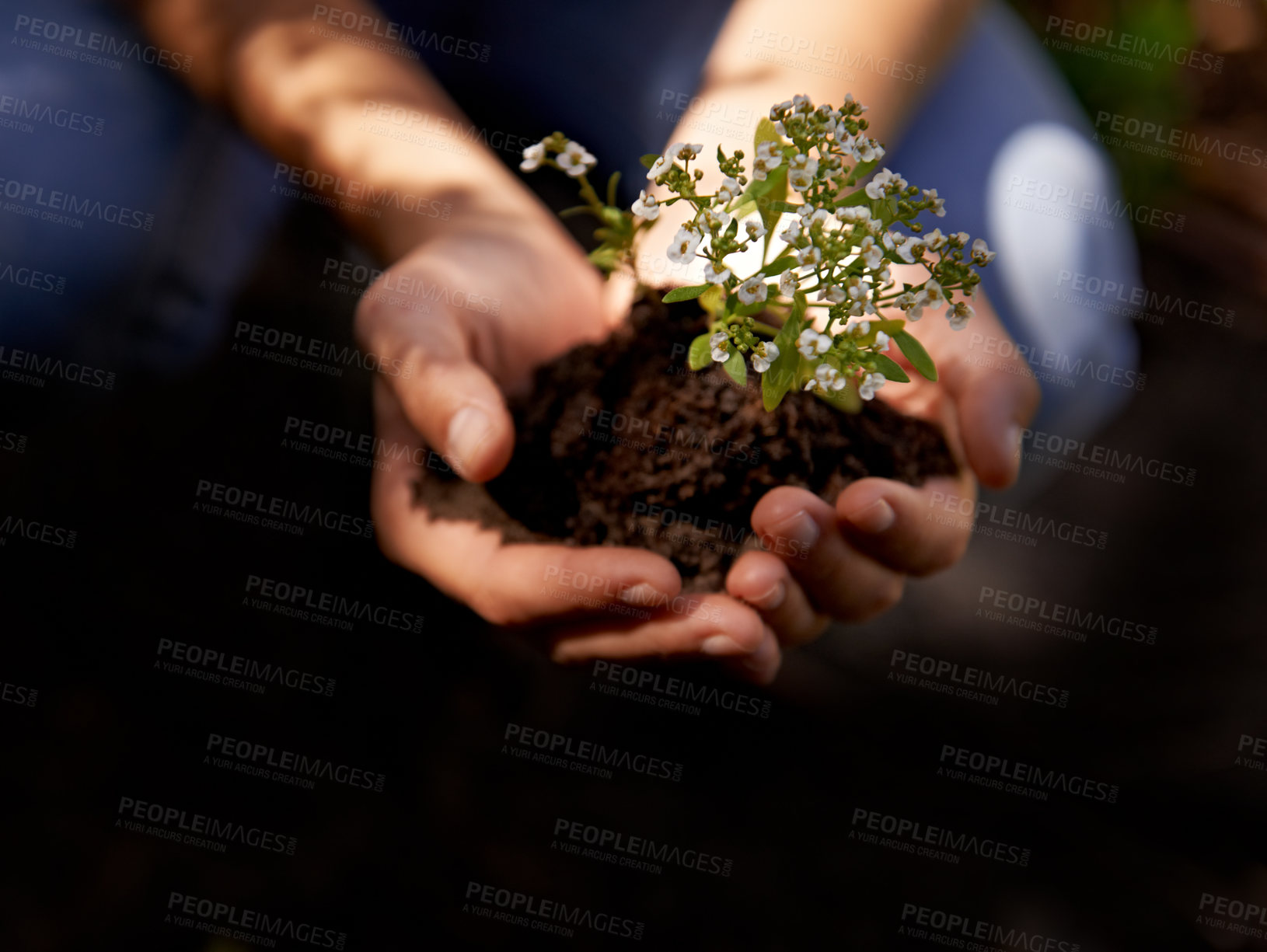 Buy stock photo A young woman preparing to plant herbs